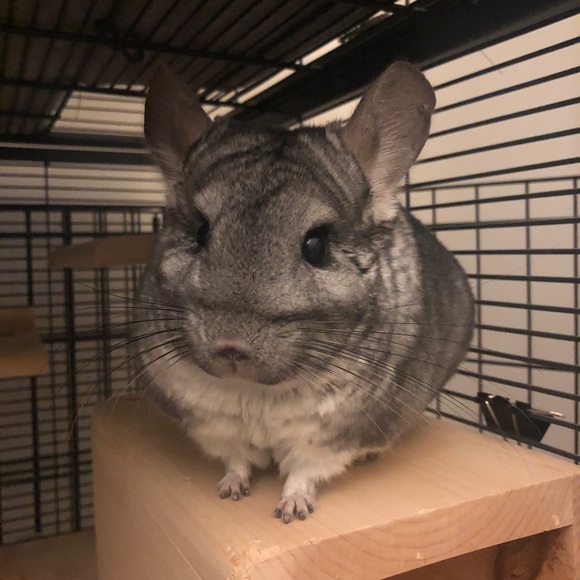 Meet your Seller/Buyer! 😝🐨 - Picture 2 of 3